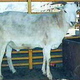 Image for article titled Ten Strange Animal Hybrids